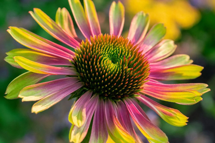 Picture of CONEFLOWER