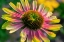 Picture of CONEFLOWER