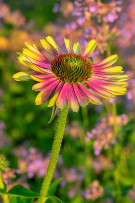 Picture of CONEFLOWER