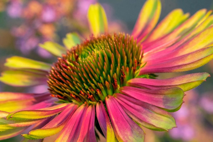 Picture of CONEFLOWER