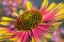 Picture of CONEFLOWER