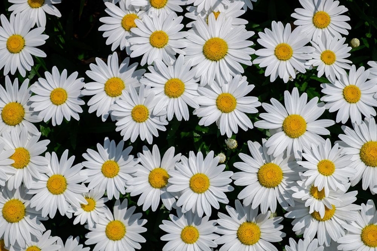 Picture of OXEYE DAISY