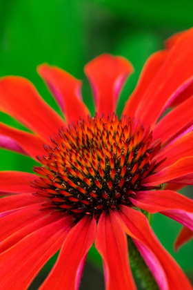 Picture of CONEFLOWER