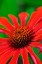 Picture of CONEFLOWER