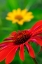 Picture of CONEFLOWER