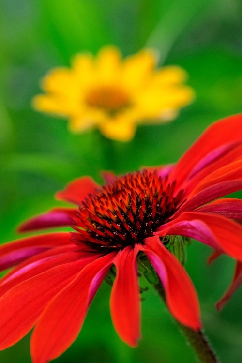 Picture of CONEFLOWER