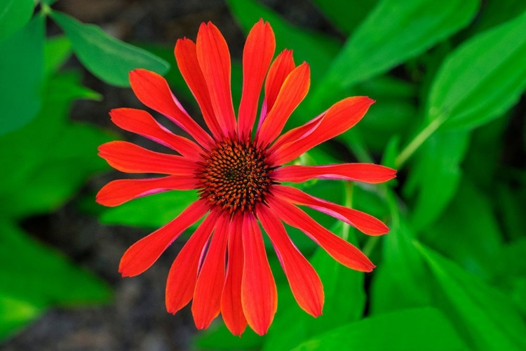 Picture of CONEFLOWER