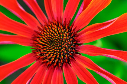 Picture of CONEFLOWER