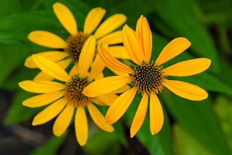 Picture of CONEFLOWER