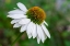 Picture of CONEFLOWER