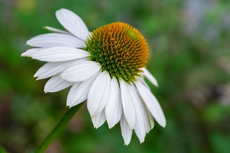 Picture of CONEFLOWER