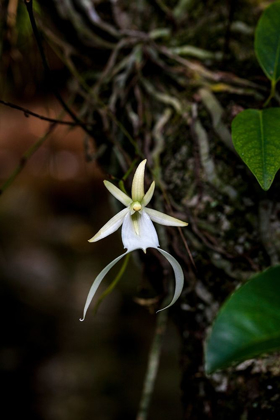 Picture of A RARE GHOST ORCHID GROWS ONLY IN SWAMPS IN SOUTH FLORIDA