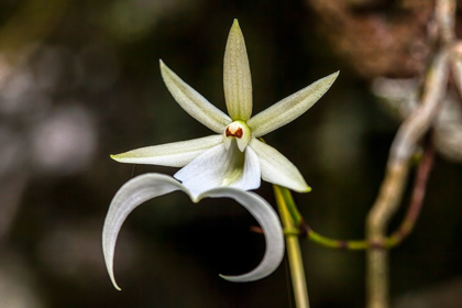 Picture of A RARE GHOST ORCHID GROWS ONLY IN SWAMPS IN SOUTH FLORIDA