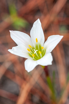 Picture of RAIN LILIES ARE ONE OF THE FIRST FLOWERS TO EMERGE AFTER A FOREST FIRE