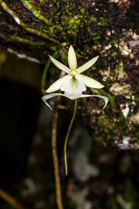Picture of A RARE GHOST ORCHID GROWS ONLY IN SWAMPS IN SOUTH FLORIDA