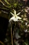 Picture of A RARE GHOST ORCHID GROWS ONLY IN SWAMPS IN SOUTH FLORIDA