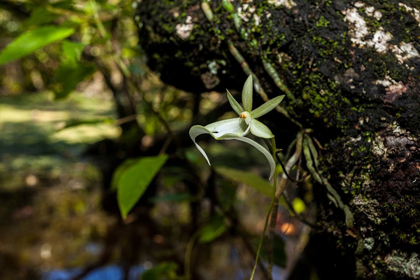 Picture of A RARE GHOST ORCHID GROWS ONLY IN SWAMPS IN SOUTH FLORIDA