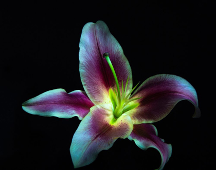 Picture of A STARGAZER LILY AGAINST BLACK BACKGROUND-LIGHT PAINTED