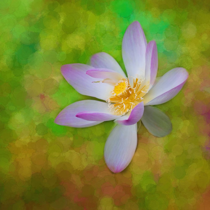Picture of A PHOTO PAINTING OF A WATERLILY