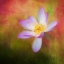 Picture of A PHOTO PAINTING OF A WATERLILY