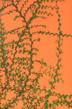 Picture of GREEN VINES ON AN ORANGE WALL