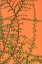 Picture of GREEN VINES ON AN ORANGE WALL