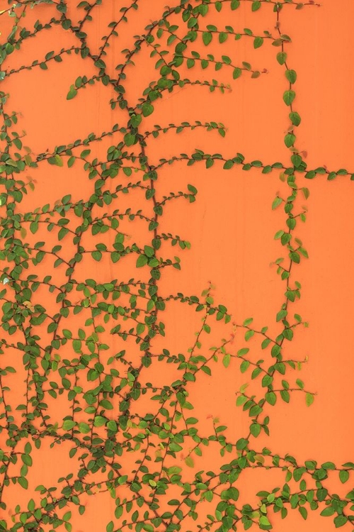Picture of GREEN VINES ON AN ORANGE WALL