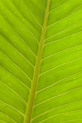 Picture of CLOSE-UP OF VEINS IN A GREEN LEAF