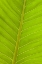 Picture of CLOSE-UP OF VEINS IN A GREEN LEAF