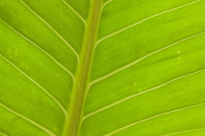 Picture of CLOSE-UP OF VEINS IN A GREEN LEAF