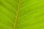 Picture of CLOSE-UP OF VEINS IN A GREEN LEAF