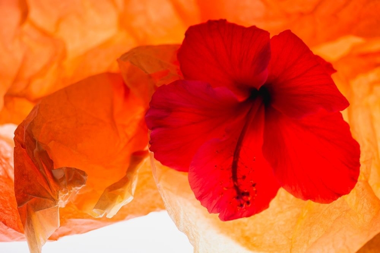 Picture of HIBISCUS FLOWER AND TISSUE PAPER WITH LIGHT