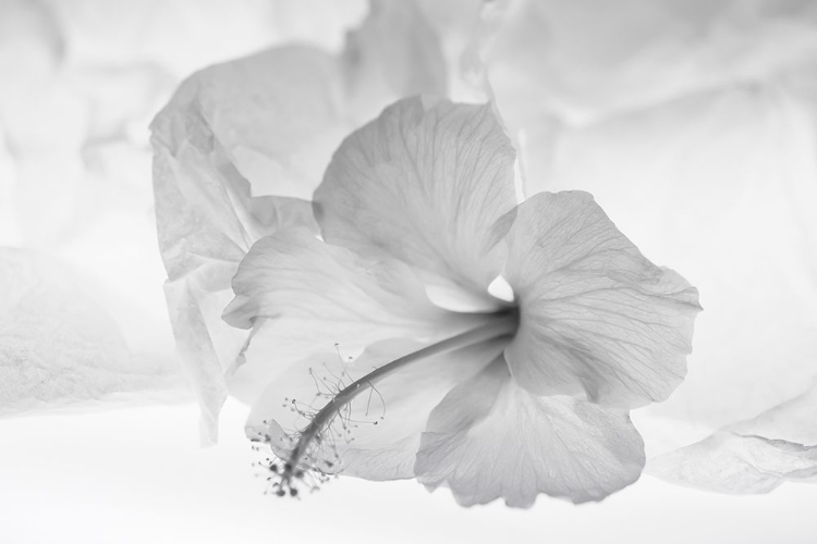 Picture of HIBISCUS FLOWER AND TISSUE PAPER WITH LIGHT