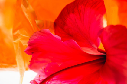 Picture of HIBISCUS FLOWER AND TISSUE PAPER WITH LIGHT