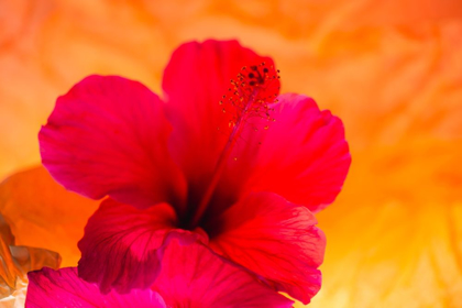 Picture of HIBISCUS FLOWER AND TISSUE PAPER WITH LIGHT