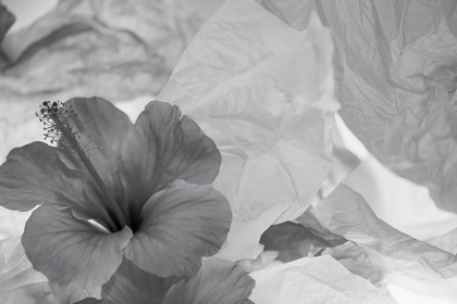 Picture of HIBISCUS FLOWER AND TISSUE PAPER WITH LIGHT