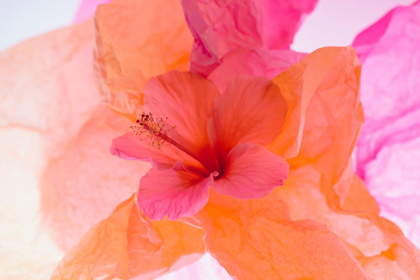 Picture of HIBISCUS FLOWER AND TISSUE PAPER WITH LIGHT