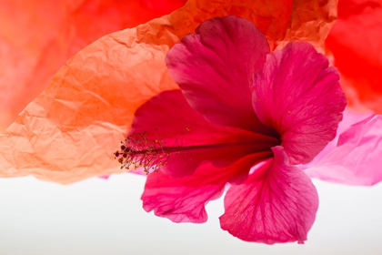 Picture of HIBISCUS FLOWER AND TISSUE PAPER WITH LIGHT