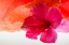 Picture of HIBISCUS FLOWER AND TISSUE PAPER WITH LIGHT