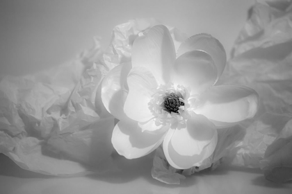 Picture of BLACK AND WHITE FLOWER
