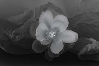 Picture of BLACK AND WHITE FLOWER