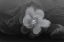 Picture of BLACK AND WHITE FLOWER