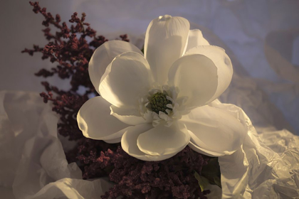 Picture of CLOSE-UP OF FLOWER