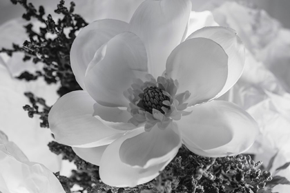 Picture of CLOSE-UP OF FLOWER