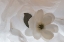 Picture of CLOSE-UP OF FLOWER