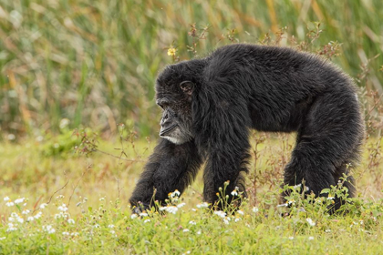 Picture of ADULT MALE CHIMPANZEE-PAN TROGLODYTES