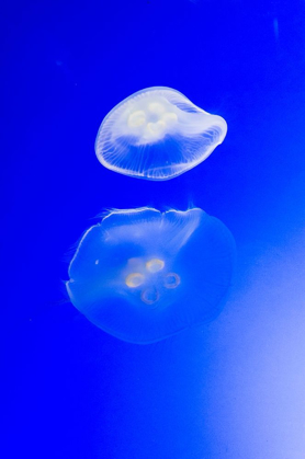 Picture of GRACEFUL JELLYFISH IN AQUARIUM