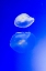 Picture of GRACEFUL JELLYFISH IN AQUARIUM