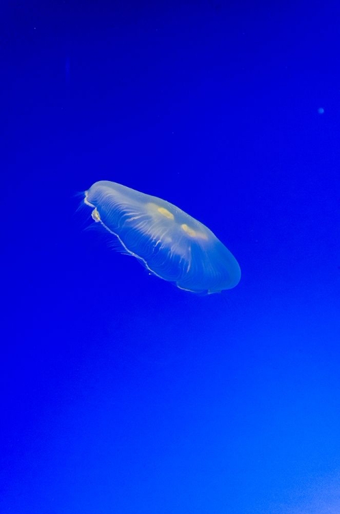 Picture of GRACEFUL JELLYFISH IN AQUARIUM