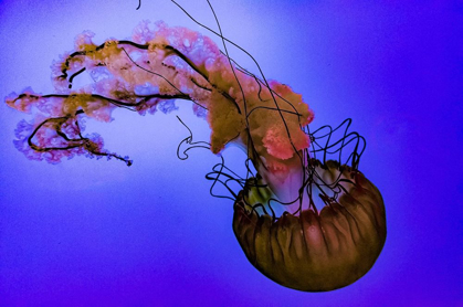 Picture of GRACEFUL JELLYFISH IN AQUARIUM